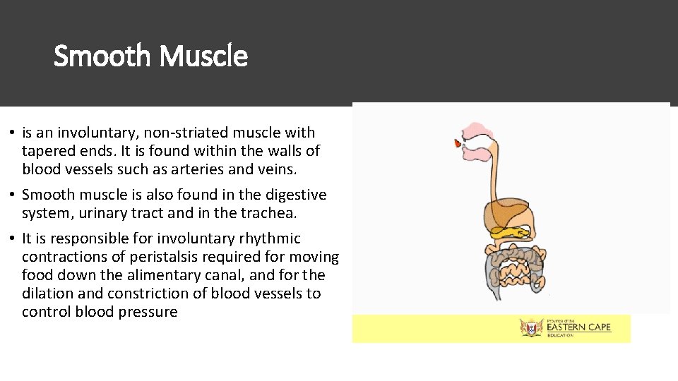 Smooth Muscle • is an involuntary, non-striated muscle with tapered ends. It is found Smooth Muscle • is an involuntary, non-striated muscle with tapered ends. It is found