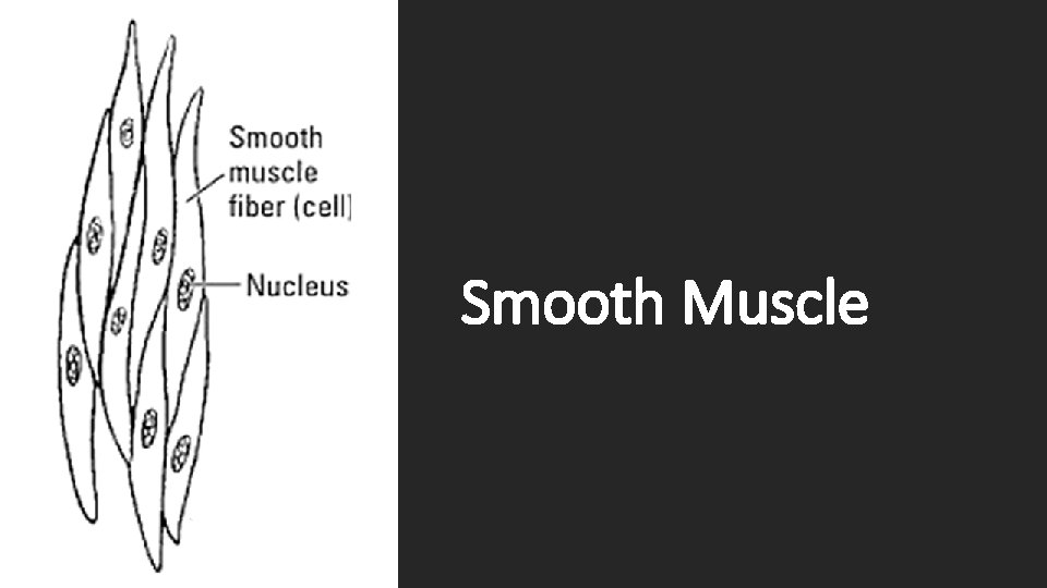 Smooth Muscle Smooth Muscle