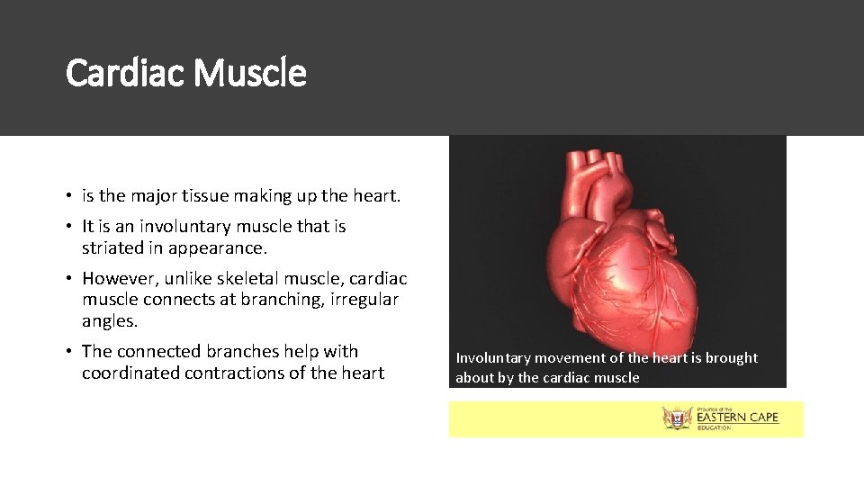 Cardiac Muscle • is the major tissue making up the heart. • It is Cardiac Muscle • is the major tissue making up the heart. • It is