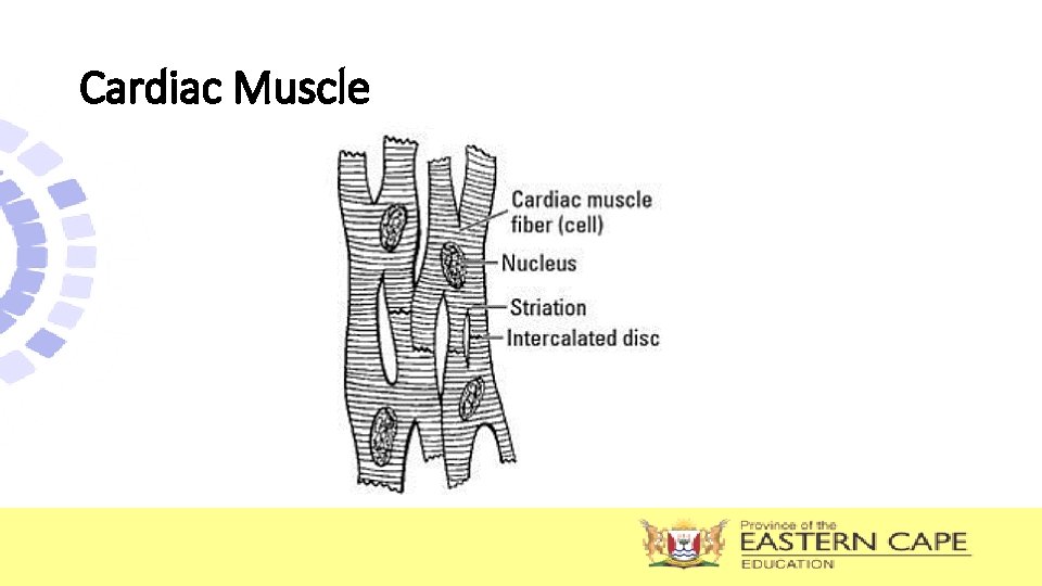 Cardiac Muscle Cardiac Muscle