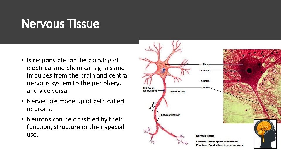 Nervous Tissue • Is responsible for the carrying of electrical and chemical signals and