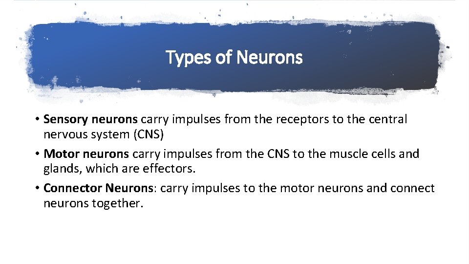 Types of Neurons • Sensory neurons carry impulses from the receptors to the central