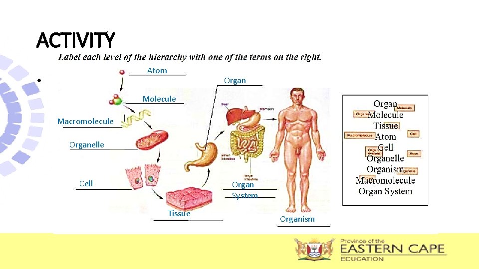 ACTIVITY Atom • Organ Molecule Macromolecule Organelle Cell Organ System Tissue Organism 