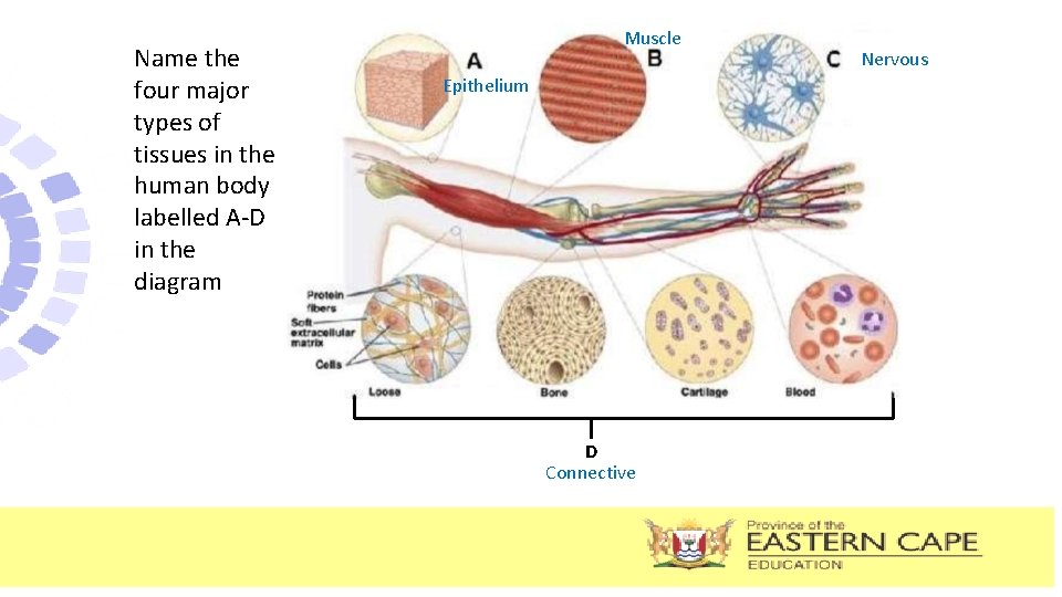 Name the four major types of tissues in the human body labelled A-D in