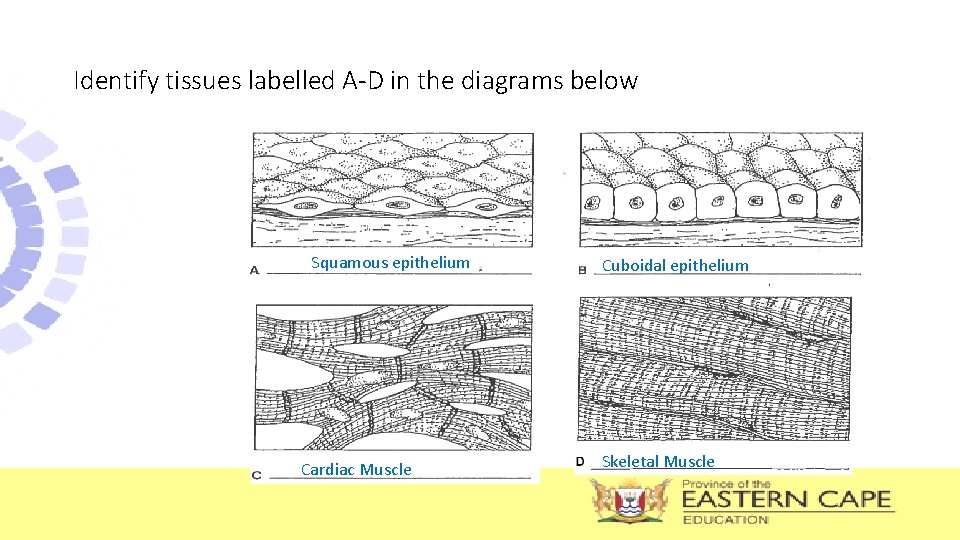 Identify tissues labelled A-D in the diagrams below Squamous epithelium Cardiac Muscle Cuboidal epithelium