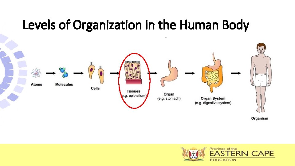 Levels of Organization in the Human Body Levels of Organization in the Human Body