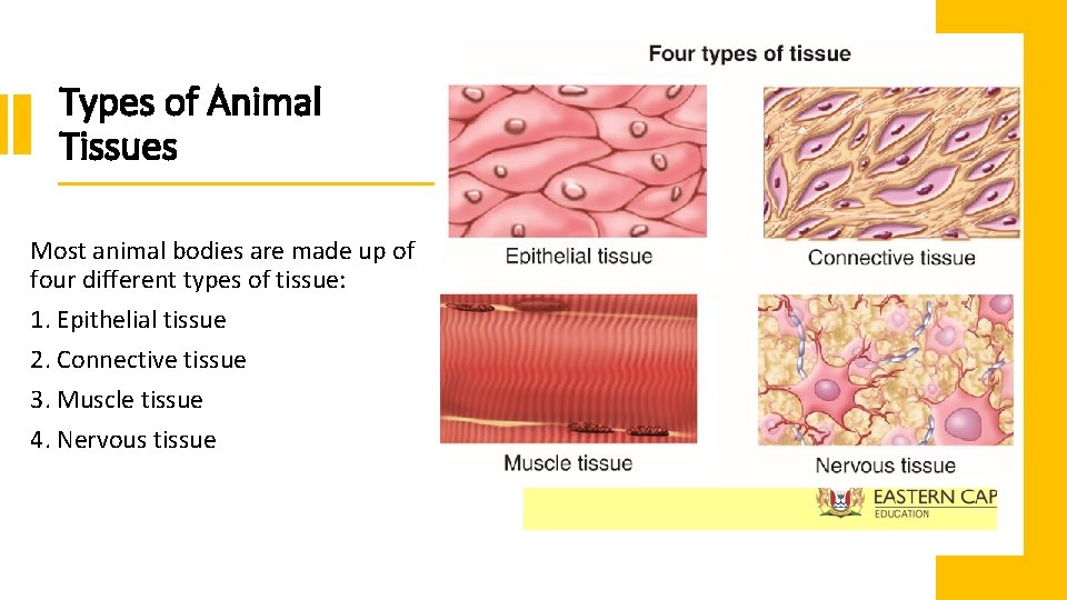 Types of Animal Tissues Most animal bodies are made up of four different types Types of Animal Tissues Most animal bodies are made up of four different types