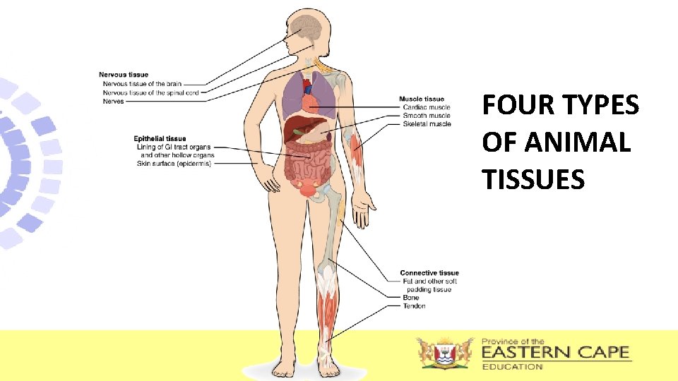 FOUR TYPES OF ANIMAL TISSUES 