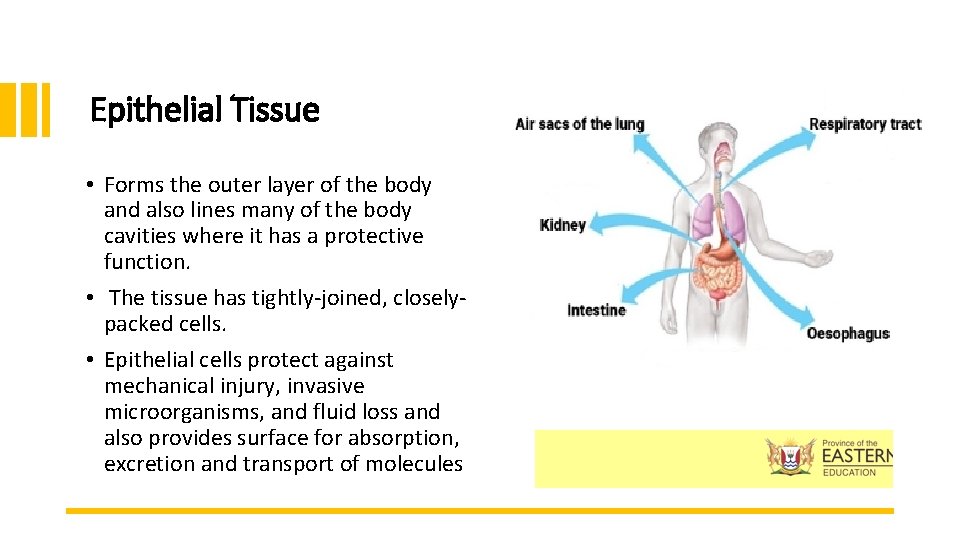Epithelial Tissue • Forms the outer layer of the body and also lines many Epithelial Tissue • Forms the outer layer of the body and also lines many