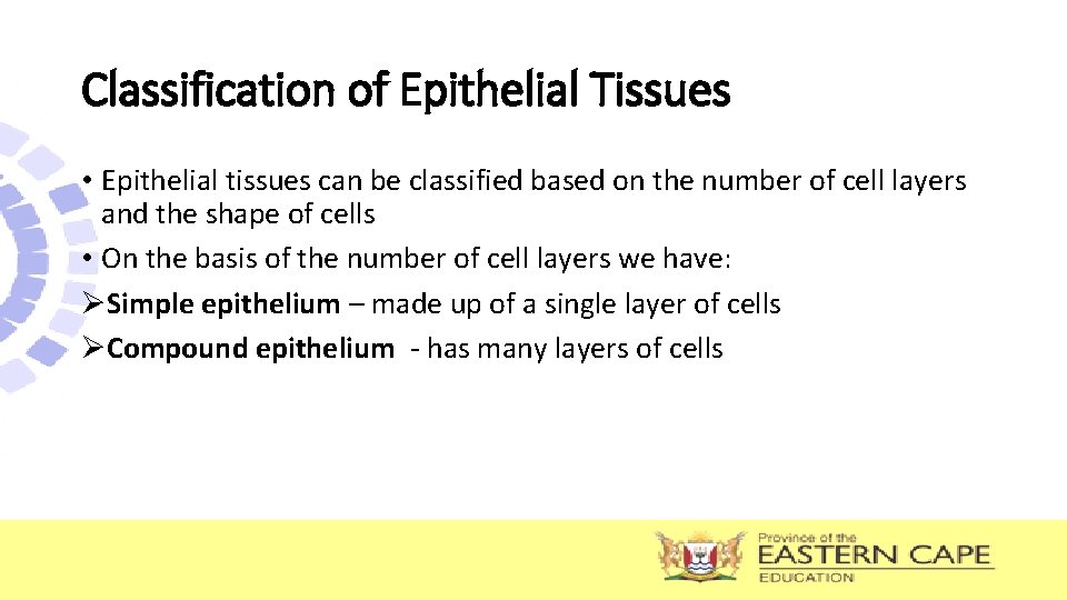 Classification of Epithelial Tissues • Epithelial tissues can be classified based on the number Classification of Epithelial Tissues • Epithelial tissues can be classified based on the number