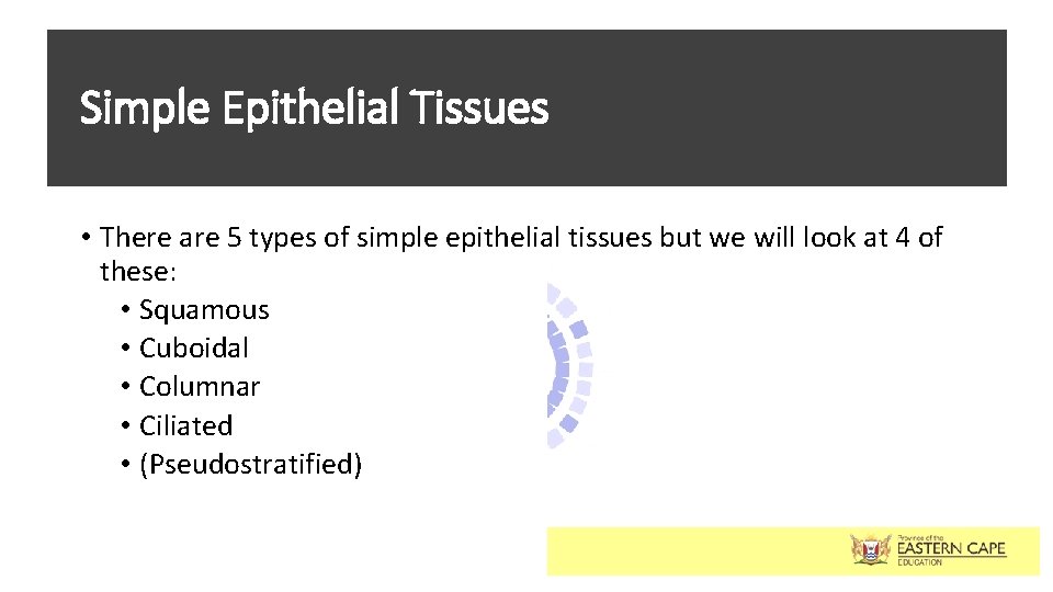 Simple Epithelial Tissues • There are 5 types of simple epithelial tissues but we
