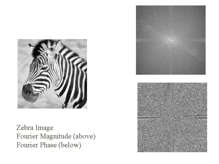 Zebra Image Fourier Magnitude (above) Fourier Phase (below) 