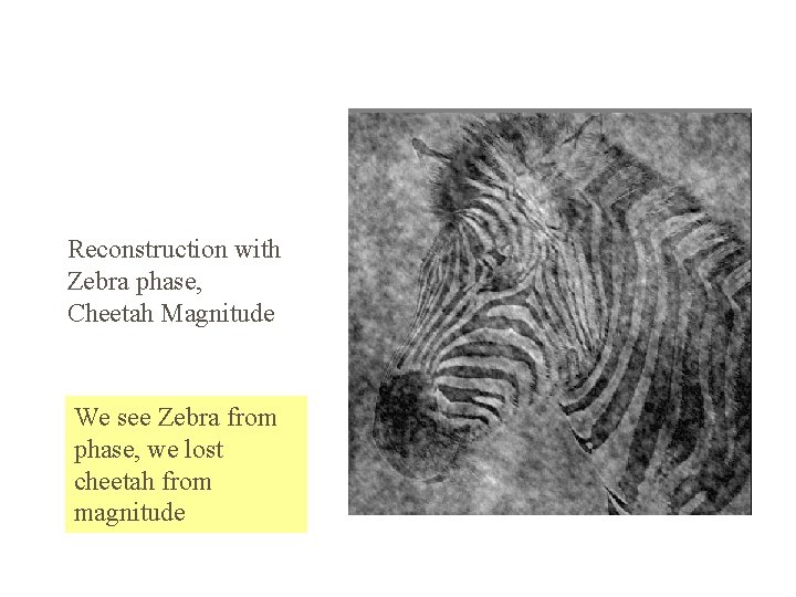 Reconstruction with Zebra phase, Cheetah Magnitude We see Zebra from phase, we lost cheetah