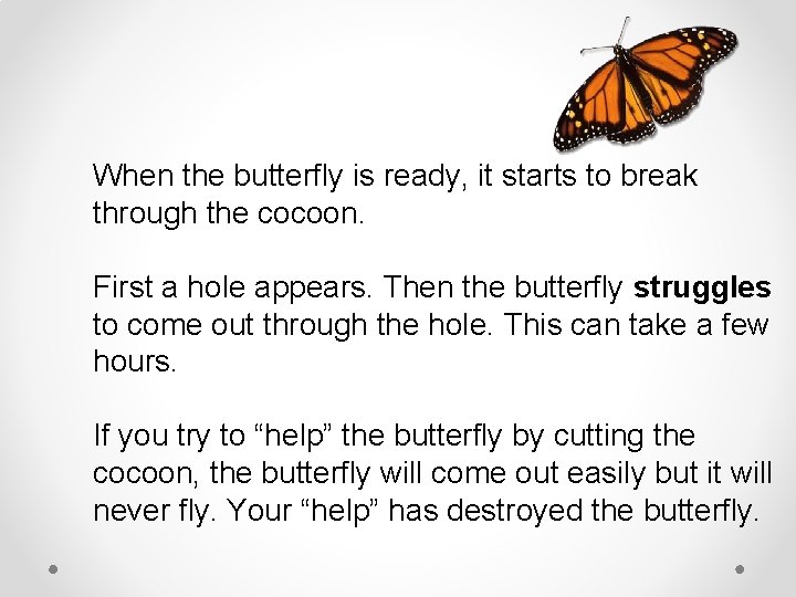 When the butterfly is ready, it starts to break through the cocoon. First a