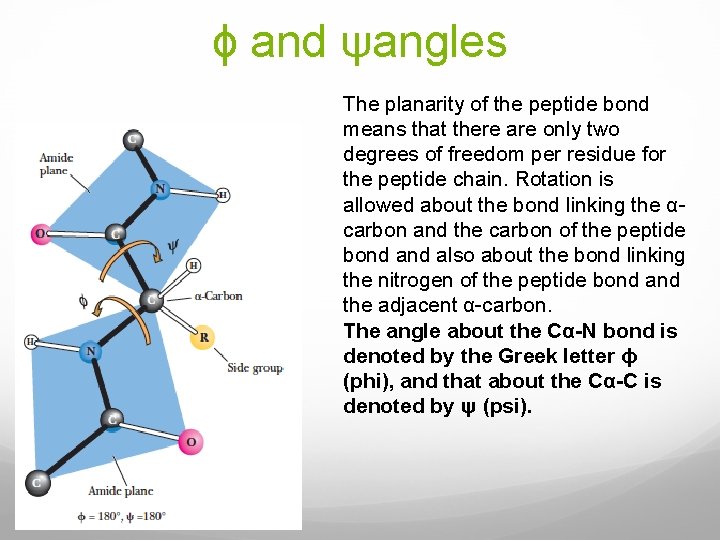 ϕ and ψangles The planarity of the peptide bond means that there are only