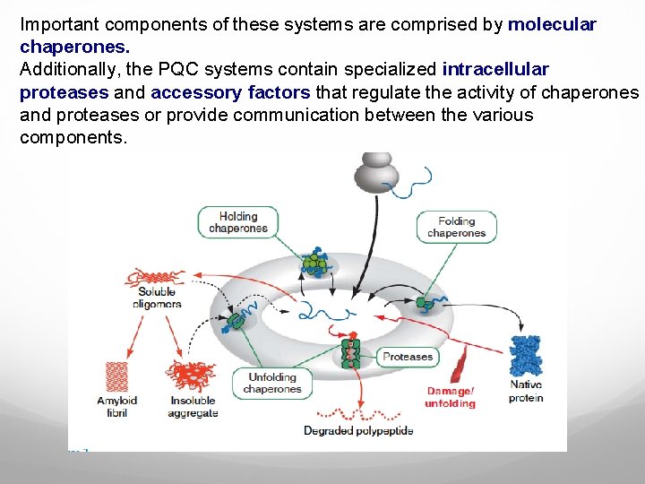 Important components of these systems are comprised by molecular chaperones. Additionally, the PQC systems