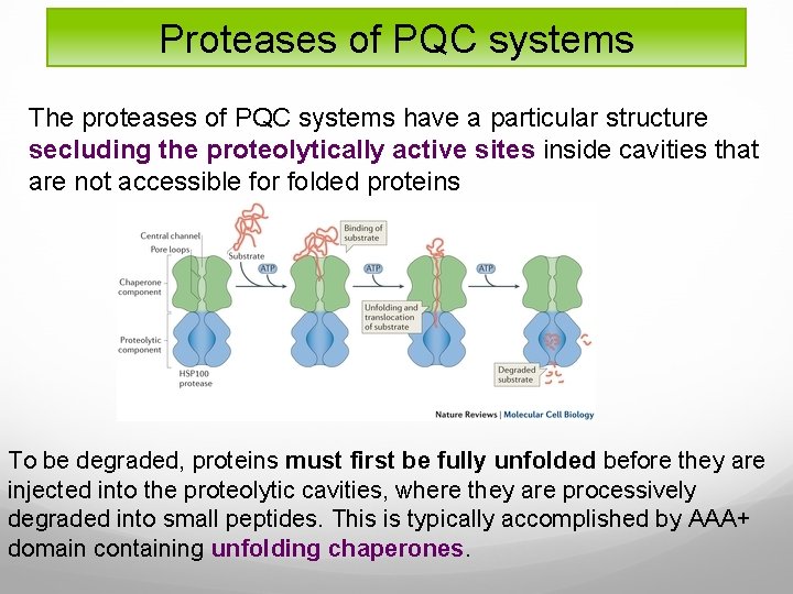 Proteases of PQC systems The proteases of PQC systems have a particular structure secluding