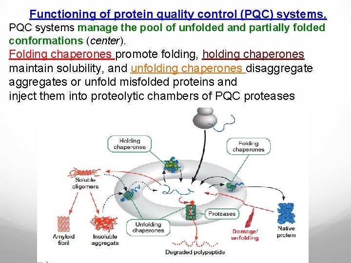 Functioning of protein quality control (PQC) systems. PQC systems manage the pool of unfolded