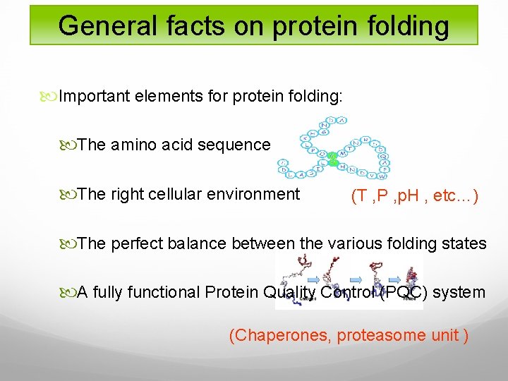 General facts on protein folding Important elements for protein folding: The amino acid sequence