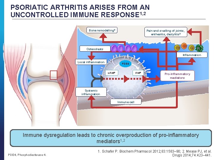 PSORIATIC ARTHRITIS ARISES FROM AN UNCONTROLLED IMMUNE RESPONSE 1, 2 Bone remodelling 4 Pain