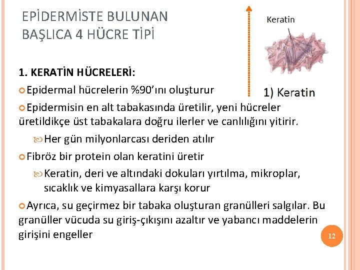 EPİDERMİSTE BULUNAN BAŞLICA 4 HÜCRE TİPİ 1. KERATİN HÜCRELERİ: Epidermal hücrelerin %90’ını oluşturur Epidermisin