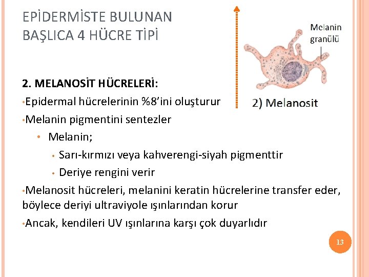 EPİDERMİSTE BULUNAN BAŞLICA 4 HÜCRE TİPİ 2. MELANOSİT HÜCRELERİ: • Epidermal hücrelerinin %8’ini oluşturur