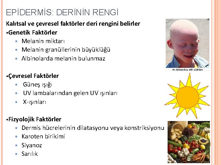 EPİDERMİS: DERİNİN RENGİ Kalıtsal ve çevresel faktörler deri rengini belirler • Genetik Faktörler •