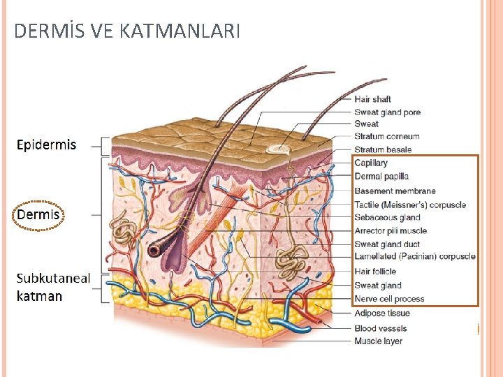 DERMİS VE KATMANLARI 21 