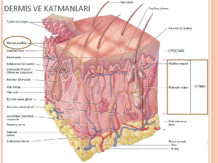 DERMİS VE KATMANLARI 22 