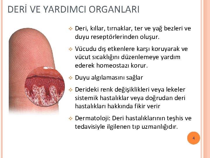 DERİ VE YARDIMCI ORGANLARI v Deri, kıllar, tırnaklar, ter ve yağ bezleri ve duyu