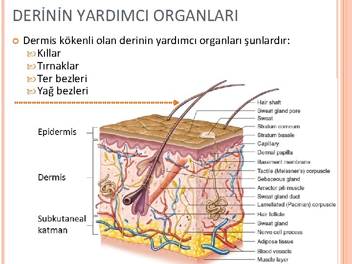 DERİNİN YARDIMCI ORGANLARI Dermis kökenli olan derinin yardımcı organları şunlardır: Kıllar Tırnaklar Ter bezleri