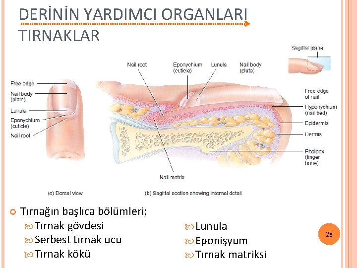 DERİNİN YARDIMCI ORGANLARI TIRNAKLAR Tırnağın başlıca bölümleri; Tırnak gövdesi Serbest tırnak ucu Tırnak kökü