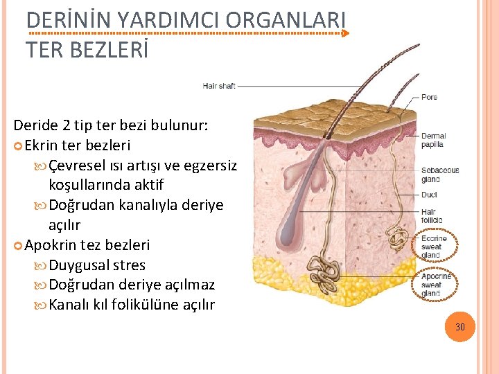 DERİNİN YARDIMCI ORGANLARI TER BEZLERİ Deride 2 tip ter bezi bulunur: Ekrin ter bezleri