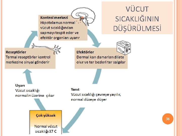 VÜCUT SICAKLIĞININ DÜŞÜRÜLMESİ 36 