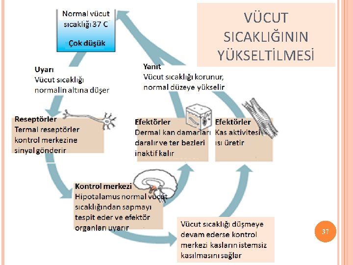 VÜCUT SICAKLIĞININ YÜKSELTİLMESİ 37 