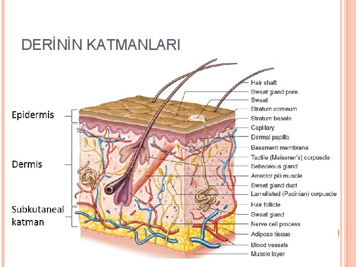 DERİNİN KATMANLARI 