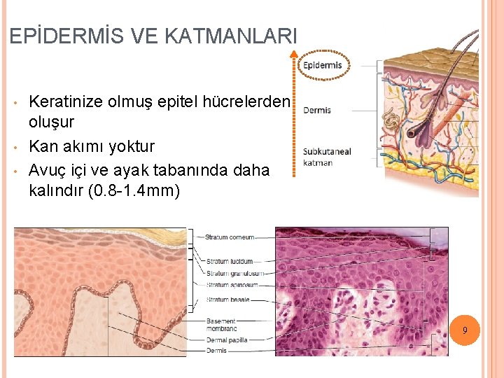 EPİDERMİS VE KATMANLARI • • • Keratinize olmuş epitel hücrelerden oluşur Kan akımı yoktur