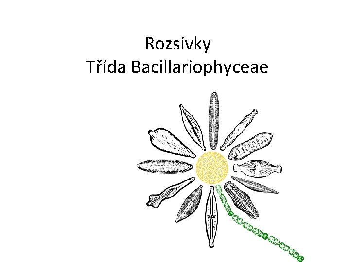 Rozsivky Třída Bacillariophyceae 