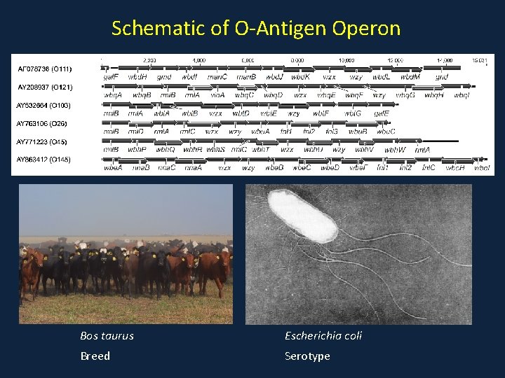 Schematic of O-Antigen Operon Bos taurus Escherichia coli Breed Serotype 