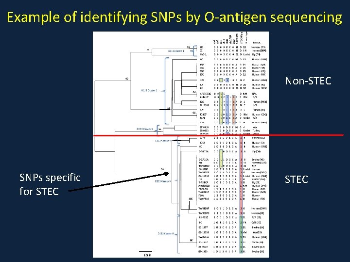Example of identifying SNPs by O-antigen sequencing Non-STEC SNPs specific for STEC 