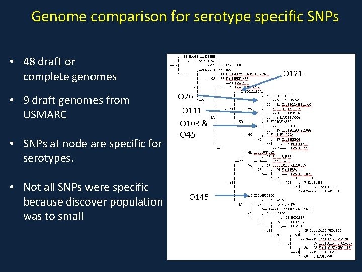Genome comparison for serotype specific SNPs • 48 draft or complete genomes • 9
