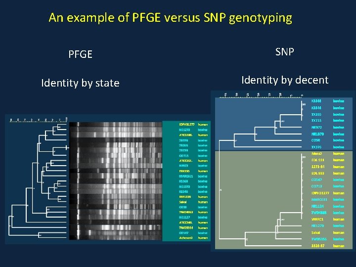 An example of PFGE versus SNP genotyping PFGE SNP Identity by state Identity by