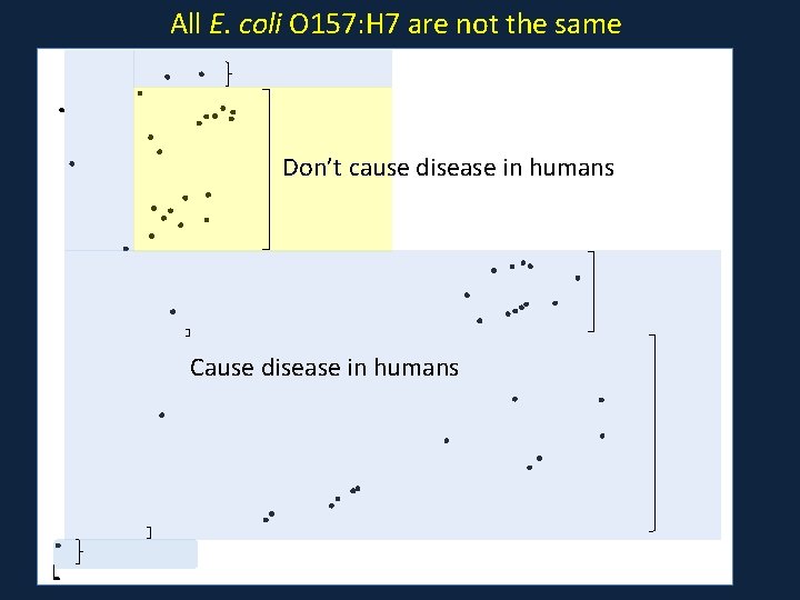 All E. coli O 157: H 7 are not the same Don’t cause disease