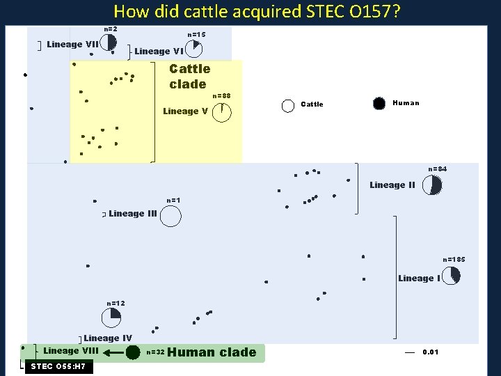 How did cattle acquired STEC O 157? n=2 Lineage VII n=15 Lineage VI Cattle