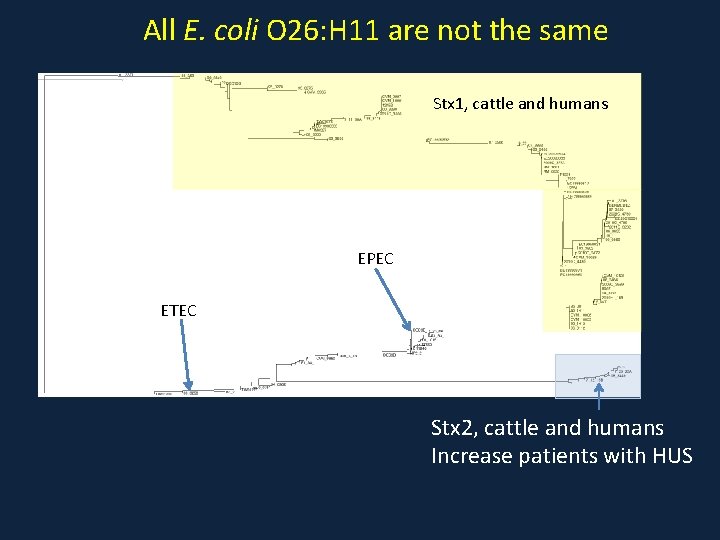 All E. coli O 26: H 11 are not the same Stx 1, cattle