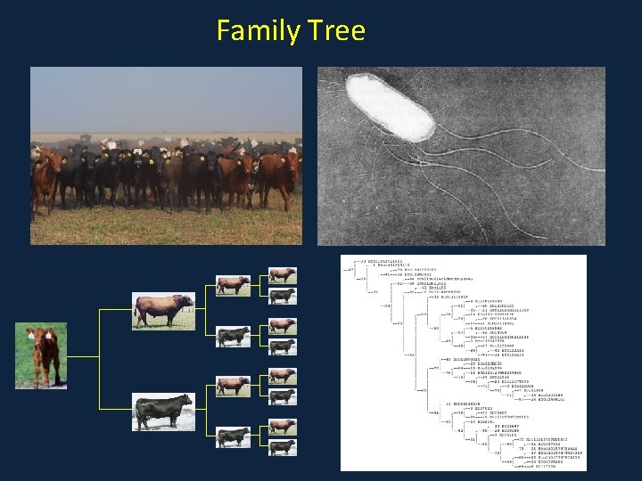 Family Tree 
