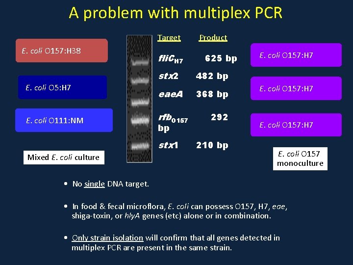 A problem with multiplex PCR Target E. coli O 157: H 38 E. coli