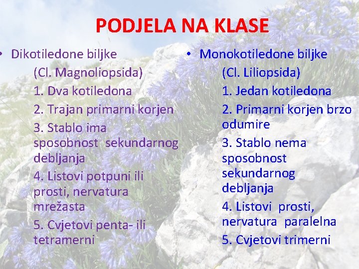 PODJELA NA KLASE • Dikotiledone biljke • Monokotiledone biljke (Cl. Magnoliopsida) (Cl. Liliopsida) 1.