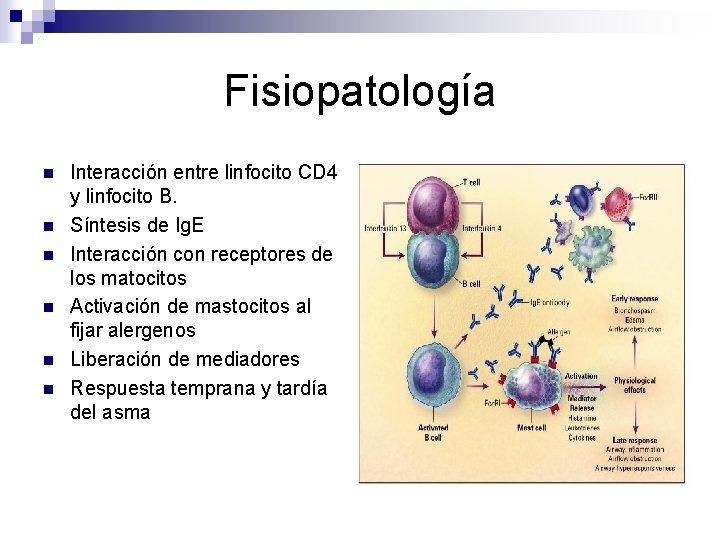 Fisiopatología n n n Interacción entre linfocito CD 4 y linfocito B. Síntesis de
