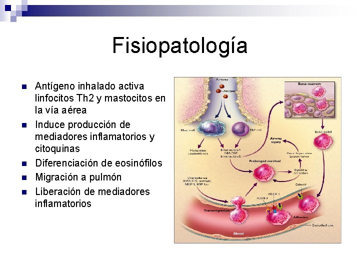 Fisiopatología n n n Antígeno inhalado activa linfocitos Th 2 y mastocitos en la